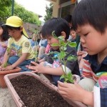 野菜栽培