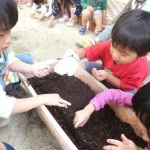 ことり組　ほうれん草の種植え　１０月１４日（水）