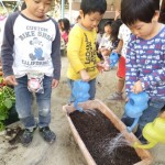 ことり組　ほうれん草の種植え　１０月１４日（水）