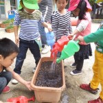 ことり組　ほうれん草の種植え　１０月１４日（水）