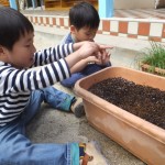 ことり組　ほうれん草の種植え　１０月１４日（水）