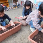 ひよこ組　球根植え　１１月