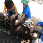 ひかり組　さつまいも と きゅうりの苗植え 5月13日(金）