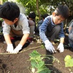 ひかり組　おいもほり　１０月２７日（木）