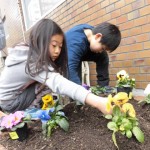 マクリンガーデンにお花を植えよう　２月８日（水）