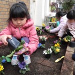 マクリンガーデンにお花を植えよう　２月８日（水）