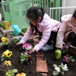 マクリンガーデンにお花を植えよう　２月８日（水）