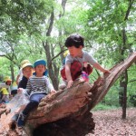 ひよこ組、ことり組　下鴨神社へお散歩　５月17日