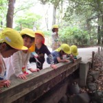 ひよこ組、ことり組　下鴨神社へお散歩　５月17日