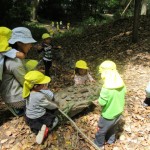 ひよこ組、ことり組　下鴨神社へお散歩　５月17日