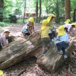 ひよこ組、ことり組　下鴨神社へお散歩　５月17日