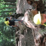 ひよこ組、ことり組　下鴨神社へお散歩　５月17日