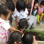 ことり組　ほうれん草、枝豆植え　５月９日(火)