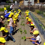 ひかり組　キングブロック・お芋苗植え　５月１８・１９日