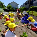 ひかり組　キングブロック・お芋苗植え　５月１８・１９日