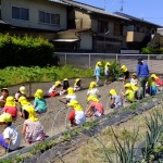 ひかり組　キングブロック・お芋苗植え　５月１８・１９日