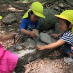 ひよこ組　下鴨神社へお散歩　６月２０日（火）