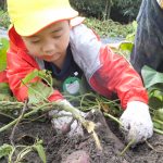 ひかり組　１０月２４日（火）〔おいもほり〕、２５日・２６日〔陶芸〕