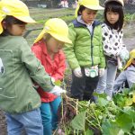 ひかり組　１０月２４日（火）〔おいもほり〕、２５日・２６日〔陶芸〕