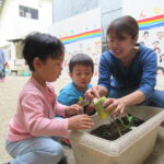 ひよこ組　野菜の種と苗植え　５月２日（水）