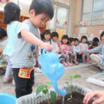 ひよこ組　野菜の種と苗植え　５月２日（水）