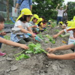 ひかり組　おいもの苗植え　５月１８日（金）