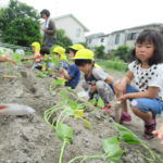 ひかり組　おいもの苗植え　５月１８日（金）