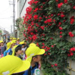 ひかり組　おいもの苗植え　５月１８日（金）