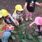 ひよこ組　下鴨神社へお散歩　６月２１日（木）