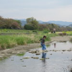 ひかり組　賀茂川お散歩　４月１９日（金）