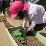 ひかり組　野菜栽培　5月8日（水）