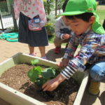 ひかり組　野菜栽培　5月8日（水）