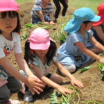 ひかり組　５月１５日（水）しゃぼん玉　１７日（金）おいもの苗植え