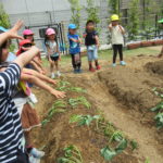 ひかり組　５月１５日（水）しゃぼん玉　１７日（金）おいもの苗植え