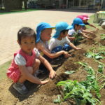 ひかり組　５月１５日（水）しゃぼん玉　１７日（金）おいもの苗植え