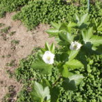 4月９日（木）園庭の草花や木々です