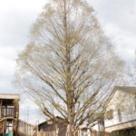 4月９日（木）園庭の草花や木々です