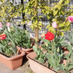 4月９日（木）園庭の草花や木々です