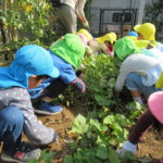 ひかり組　おいもほり、クッキング　11月27日（金）