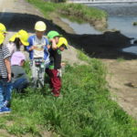 ひかり・ことり組　賀茂川散歩　４月２１日（水）