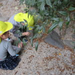 たんぽぽ組　11月8日（月）　お散歩　下鴨神社