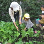 野菜収穫　11月2日（火）たんぽぽ組、ことり組、ひかり組