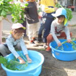 野菜収穫　11月2日（火）たんぽぽ組、ことり組、ひかり組