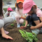 ひかり組　野菜植え　5月１０日（火）・１１日（水）