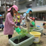 ひかり組　野菜植え　5月１０日（火）・１１日（水）