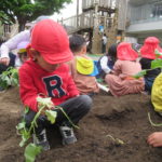 ひかり組　野菜植え　5月１０日（火）・１１日（水）